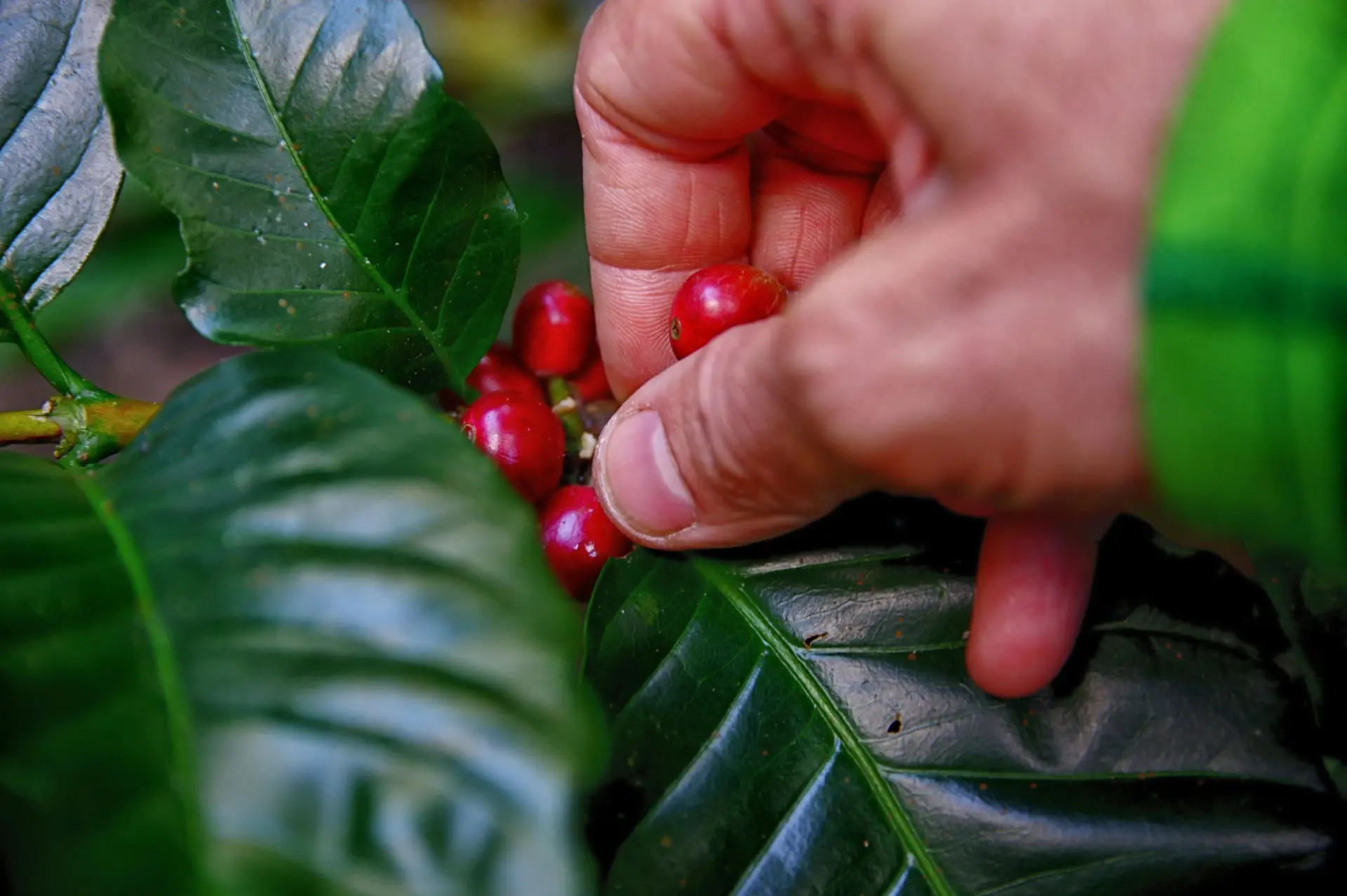 coffee-origin